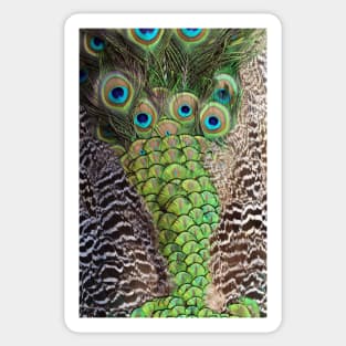 Peacock's Tail Feather Sticker